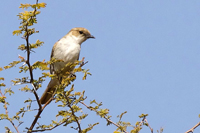 Bradornis mariquensis